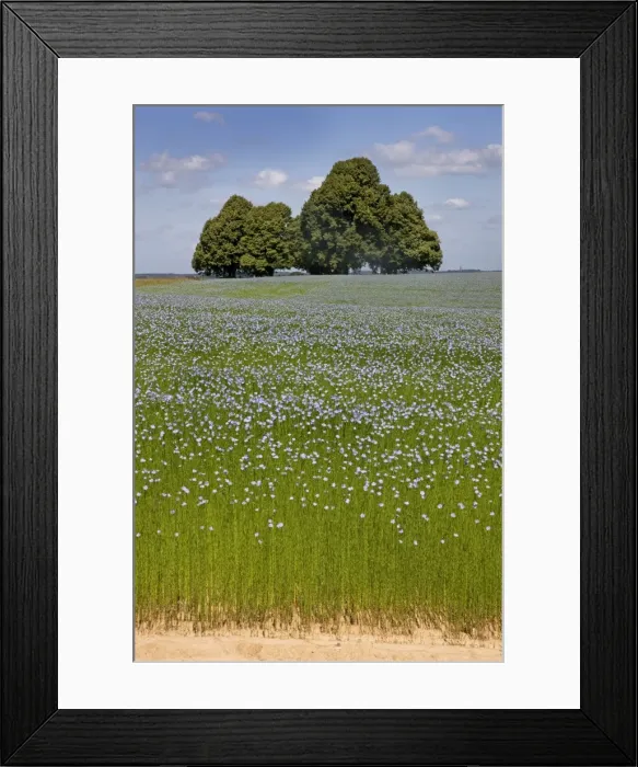 Framed Print : Flax field and Lime Tree Framed Print : Flax field and Lime Tree
