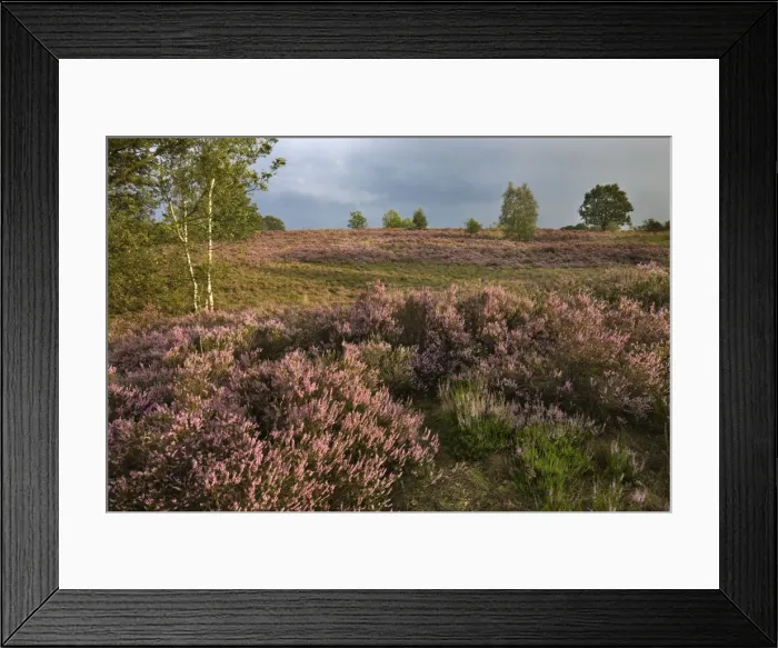 Framed Print : Heather - on moor landscape - Belgium Framed Print : Heather - on moor landscape - Belgium