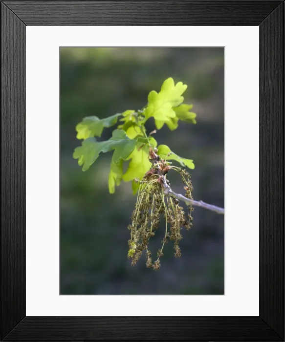 Framed Print : Pedunculate / English Oak Tree - flowering leaves Framed Print : Pedunculate / English Oak Tree - flowering leaves
