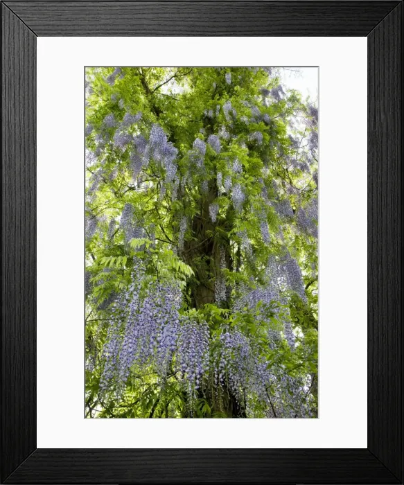 Framed Print : Wisteria Plant - with flowers Framed Print : Wisteria Plant - with flowers