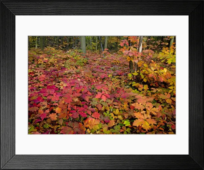 Framed Print : Red Oak Tree - in autumn Framed Print : Red Oak Tree - in autumn