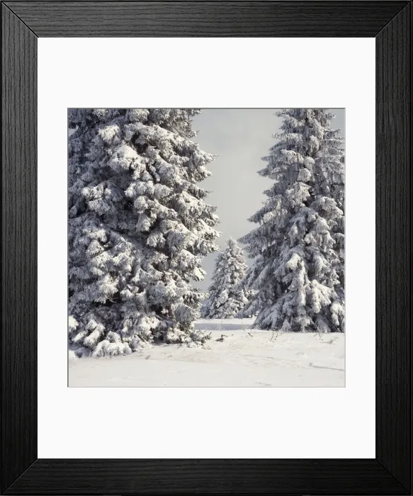 Framed Print : Spruce Fir Trees - covered in snow - High Fens - Belgium
