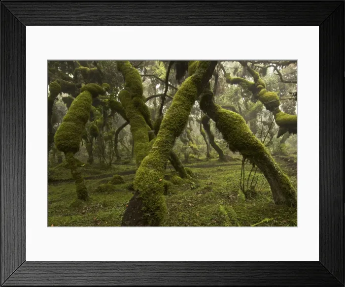 Framed Print : Erica and Hypericum forest - Harenna - Bale Mountains - Ethiopia - Africa Framed Print : Erica and Hypericum forest - Harenna - Bale Mountains - Ethiopia - Africa