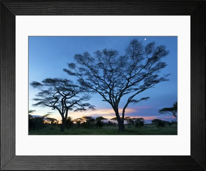 Framed Print : Big Acacias in Kilimatiti area - Ngorongoro Conservation area - Tanzania - Africa Framed Print : Big Acacias in Kilimatiti area - Ngorongoro Conservation area - Tanzania - Africa
