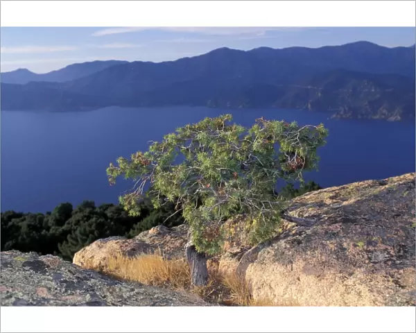 Tree on rocks - Piana Calanches - Piana's Calanches. Corsica