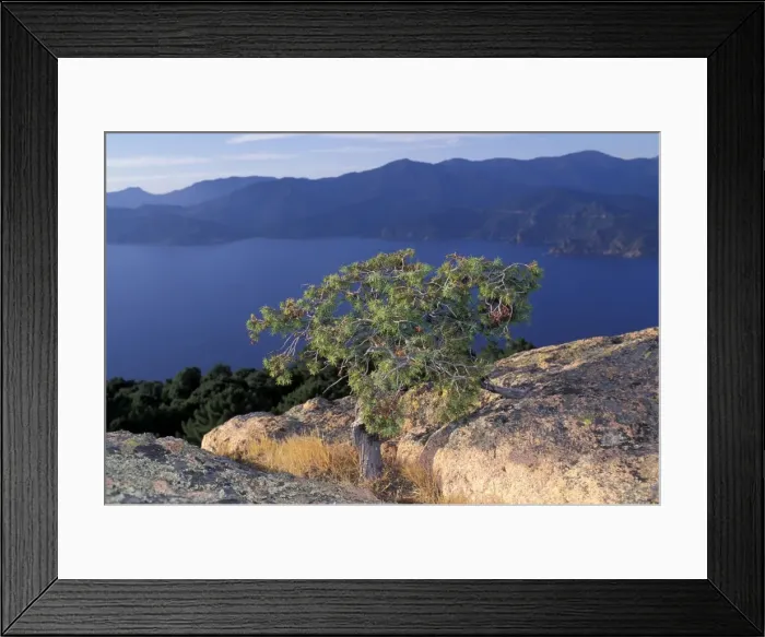 Framed Print : Tree on rocks - Piana Calanches - Piana's Calanches. Corsica Framed Print : Tree on rocks - Piana Calanches - Piana's Calanches. Corsica