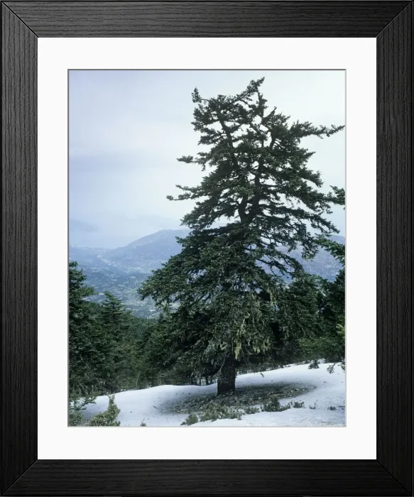 Framed Print : Greek Fir Tree - Ancient Greek Fir Forest - Mount Enos National Park - Cephalonia - Greece Framed Print : Greek Fir Tree - Ancient Greek Fir Forest - Mount Enos National Park - Cephalonia - Greece