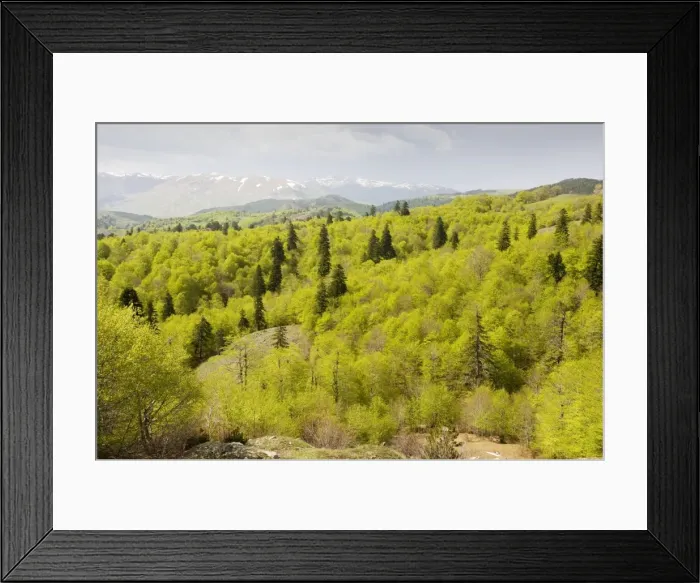 Framed Print : The central Pindos Mountains in spring, looking north from the Katara Pass over forests of Beech and Greek Fir - north Greece Framed Print : The central Pindos Mountains in spring, looking north from the Katara Pass over forests of Beech and Greek Fir - north Greece