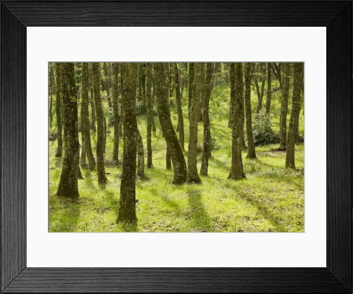Framed Print : Springtime in the Bosco Quarto oak woodland on the Gargano Peninsula, Italy