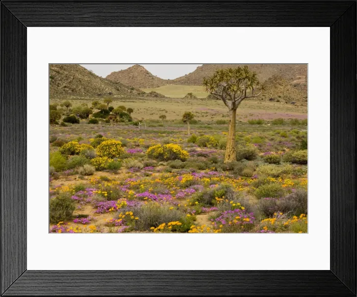 Framed Print : The desert in flower in Namaqualand: Quiver tree Aloe dichotoma, orange daisies Tripteris hyoseroides and pink mesembs Drosanthemum hispidum; Goegap reserve, South Africa Framed Print : The desert in flower in Namaqualand: Quiver tree Aloe dichotoma, orange daisies Tripteris hyoseroides and pink mesembs Drosanthemum hispidum; Goegap reserve, South Africa