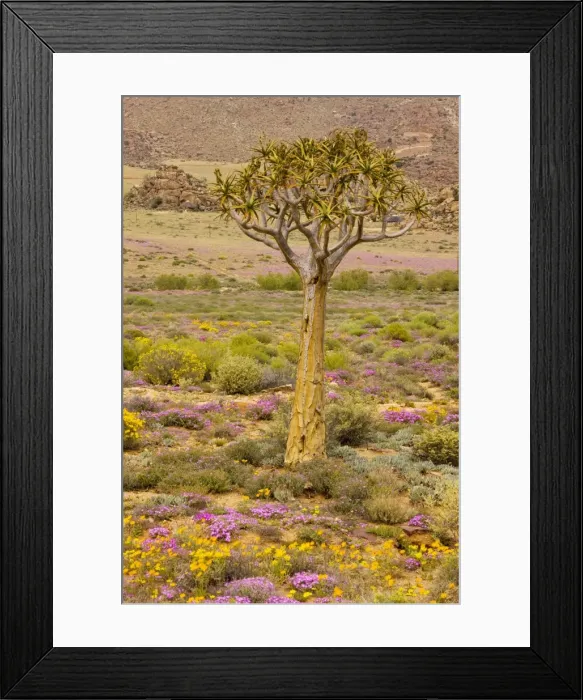Framed Print : The desert in flower in Namaqualand: Quiver tree Aloe dichotoma, orange daisies Tripteris hyoseroides and pink mesembs Drosanthemum hispidum; Goegap reserve, South Africa Framed Print : The desert in flower in Namaqualand: Quiver tree Aloe dichotoma, orange daisies Tripteris hyoseroides and pink mesembs Drosanthemum hispidum; Goegap reserve, South Africa