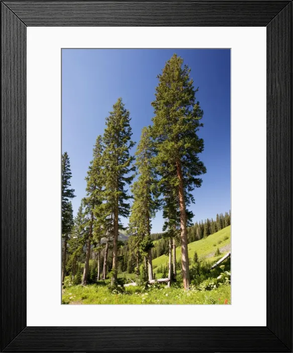 Framed Print : Engelman's Spruce - in Rustler's Gulch, Maroon Bells-Snowmass Wilderness, near Crested Butte, The Rockies, Colorado, USA, North America Framed Print : Engelman's Spruce - in Rustler's Gulch, Maroon Bells-Snowmass Wilderness, near Crested Butte, The Rockies, Colorado, USA, North America