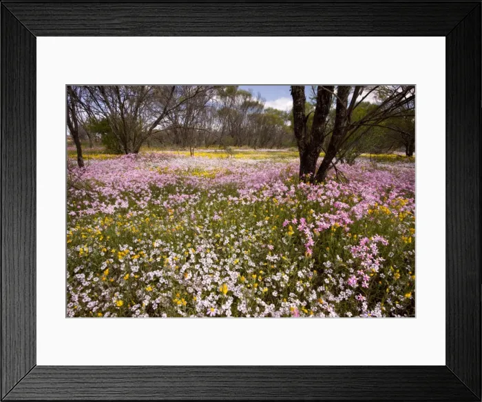 Framed Print : Pink Everlasting, Schoenia cassiniana = Helichrysum and Pink Velleia, Velleia rosea, in dying Acacia woodland at Camel Soak, near Perenjori, Western Australia Framed Print : Pink Everlasting, Schoenia cassiniana = Helichrysum and Pink Velleia, Velleia rosea, in dying Acacia woodland at Camel Soak, near Perenjori, Western Australia