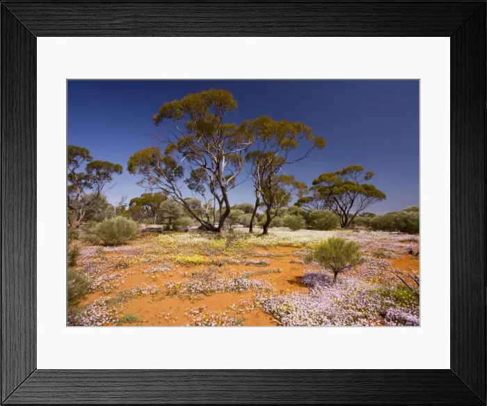 Framed Print : Pink Velleia - and other spring everlastings in masses, below Eucalyptus trees; near Paynes Find, Western Australia Framed Print : Pink Velleia - and other spring everlastings in masses, below Eucalyptus trees; near Paynes Find, Western Australia