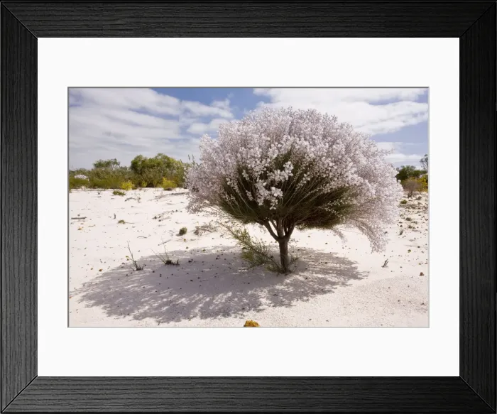 Framed Print : Lambswool Bush - growing on sand in Kwongan heath, Alexander Morrison National Park, Western Australia Framed Print : Lambswool Bush - growing on sand in Kwongan heath, Alexander Morrison National Park, Western Australia