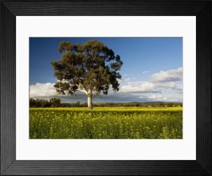 Framed Print : Field of Rape / Canola - in flower, with Eucalyptus tree; near York, south-west Australia Framed Print : Field of Rape / Canola - in flower, with Eucalyptus tree; near York, south-west Australia