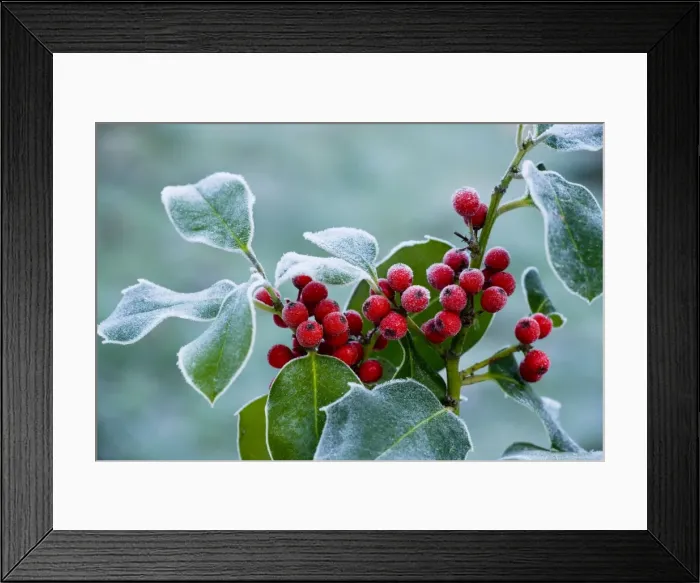 Framed Print : Holly Berries - covered with hoar frost, midwinter, Dorset Framed Print : Holly Berries - covered with hoar frost, midwinter, Dorset