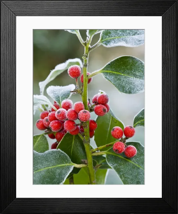 Framed Print : Holly Berries - covered with hoar frost - midwinter - Dorset - UK Framed Print : Holly Berries - covered with hoar frost - midwinter - Dorset - UK