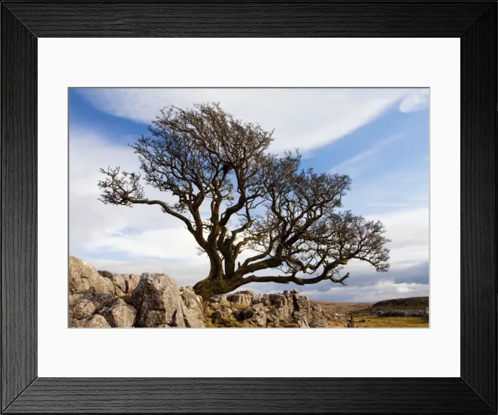 Framed Print : Old Hawthorn Bush - on Limestone pavement above Malham Cove - Malham - Yorkshire Dales National Park - North Yorkshire - UK Framed Print : Old Hawthorn Bush - on Limestone pavement above Malham Cove - Malham - Yorkshire Dales National Park - North Yorkshire - UK