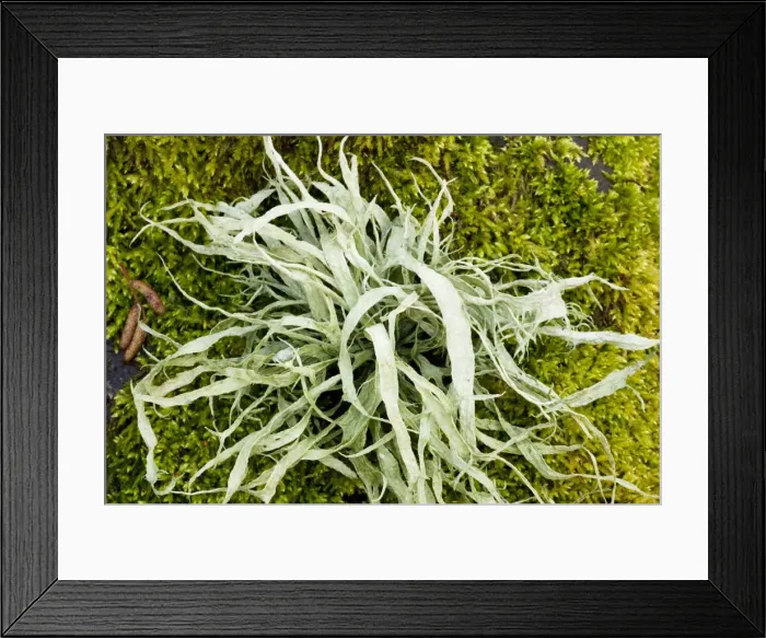 Framed Print : Lichen - on tree Framed Print : Lichen - on tree
