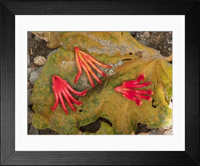 Framed Print : Mexican Hand Tree / Devil's / Monkey's Hand Tree - fallen fruits. From Mexico, now widely planted Framed Print : Mexican Hand Tree / Devil's / Monkey's Hand Tree - fallen fruits. From Mexico, now widely planted
