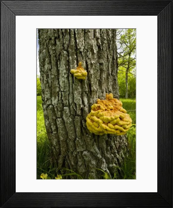 Framed Print : Chicken-of-the-woods  /  Sulphur Polypore, on Oak tree