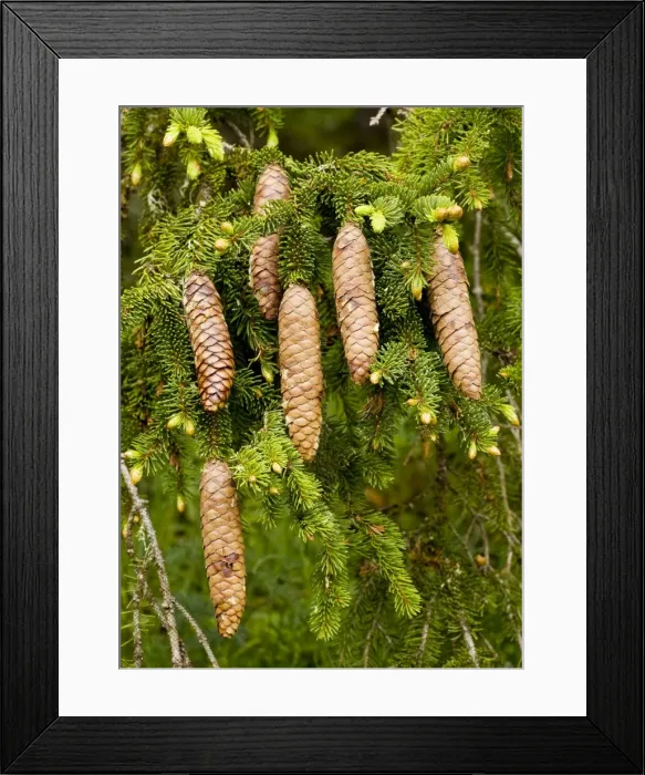Framed Print : Norway Spruce - female cones