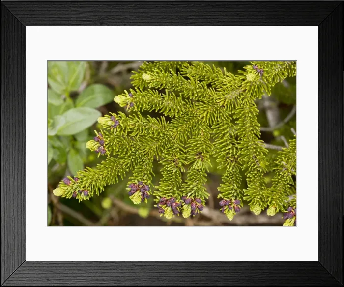 Framed Print : Subalpine Fir - young foliage (needles); Banff National Park, Canada Framed Print : Subalpine Fir - young foliage (needles); Banff National Park, Canada