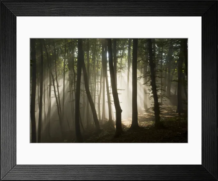 Framed Print : Mixed old beech and hornbeam forest in early morning mist at the Breite, Sigishoara, Romania Framed Print : Mixed old beech and hornbeam forest in early morning mist at the Breite, Sigishoara, Romania