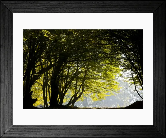 Framed Print : Mixed old beech and hornbeam forest and wood pasture in early morning mist at the Breite, Sigishoara, Romania Framed Print : Mixed old beech and hornbeam forest and wood pasture in early morning mist at the Breite, Sigishoara, Romania