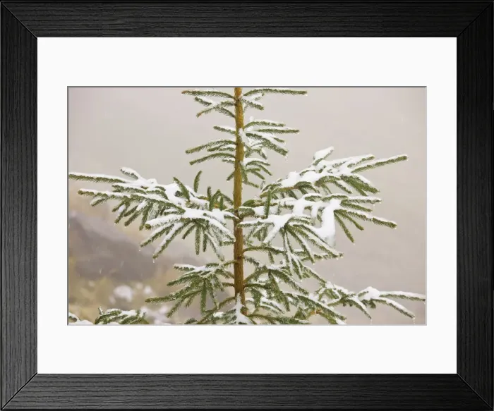Framed Print : Norway Spruce tree covered with light snow and frost, high in the Fagaras Mountains, southern carpathians, Romania Framed Print : Norway Spruce tree covered with light snow and frost, high in the Fagaras Mountains, southern carpathians, Romania