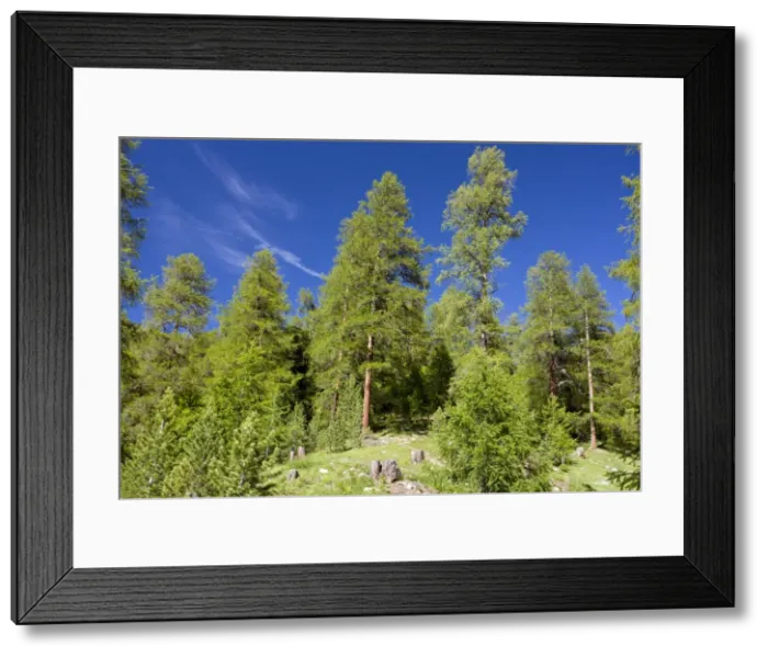 Framed Print : Managed natural Larch forest - in the Upper Engadin valley - alps - Switzerland Framed Print : Managed natural Larch forest - in the Upper Engadin valley - alps - Switzerland