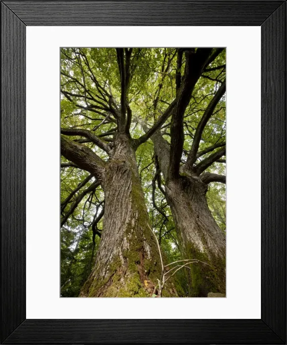 Framed Print : Ancient Small-leaved limes - on Kesse Island - Estonia Framed Print : Ancient Small-leaved limes - on Kesse Island - Estonia