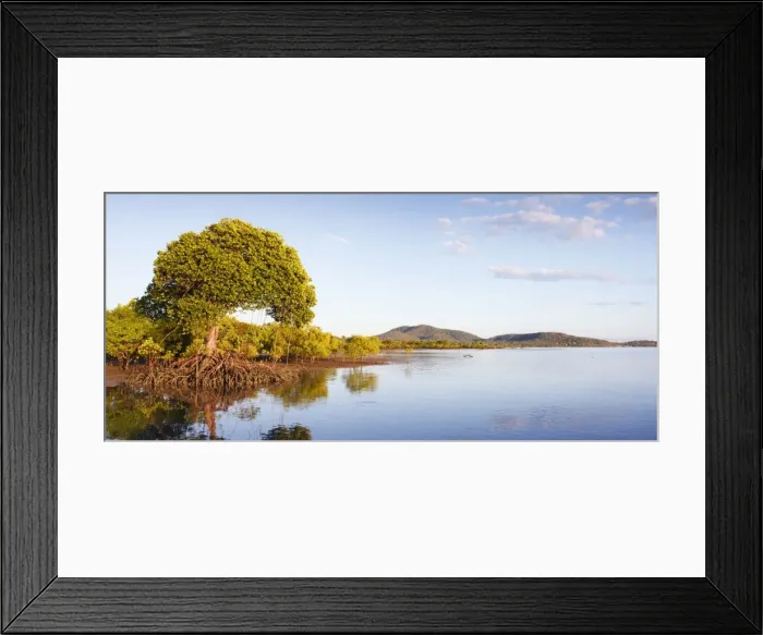 Framed Print : Red Mangroves - lower tidal mangrove forests in surrounding habitat and tidal bay - Queensland - Australia Manipulated Image: digital stitch of two images Framed Print : Red Mangroves - lower tidal mangrove forests in surrounding habitat and tidal bay - Queensland - Australia Manipulated Image: digital stitch of two images