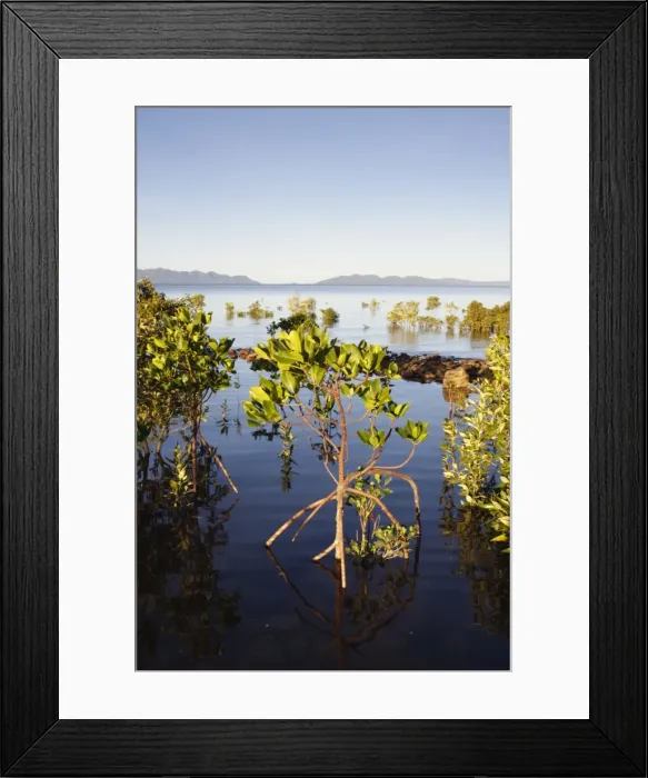 Framed Print : Red Mangroves - showing distinctive prop roots which support the main trunk - Queensland - Australia Framed Print : Red Mangroves - showing distinctive prop roots which support the main trunk - Queensland - Australia