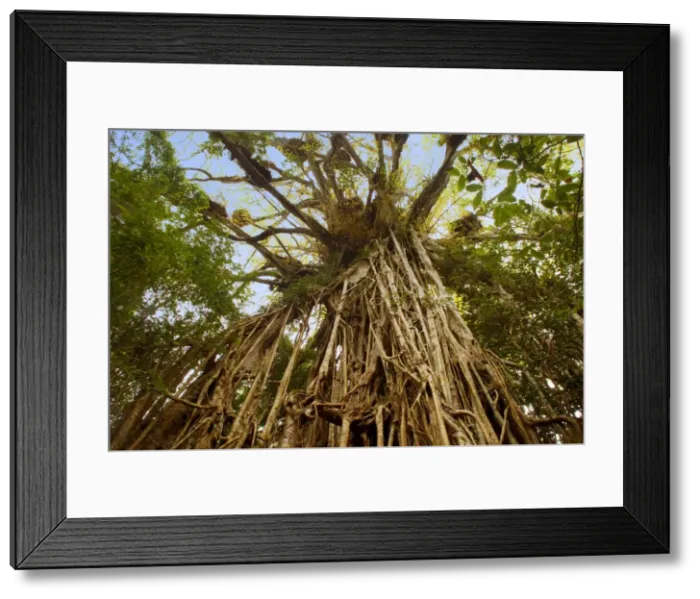 Framed Print : Cathedral Fig Tree - this is the most impressive Strangler Fig on the Atherton Tablelands. The tree is 50 m high and its girth, including all its widespread roots, is over 43 m - Cathedral Fig Tree, Atherton Tablelands, Queensland, Australia Framed Print : Cathedral Fig Tree - this is the most impressive Strangler Fig on the Atherton Tablelands. The tree is 50 m high and its girth, including all its widespread roots, is over 43 m - Cathedral Fig Tree, Atherton Tablelands, Queensland, Australia