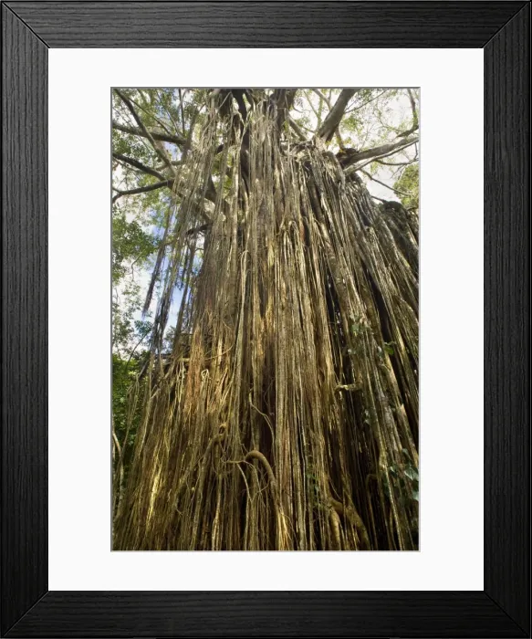 Framed Print : Curtain Fig Tree - after the host tree fell over, a dense curtain of air roots formed at this famous Strangler Fig on the Atherton Tablelands. The roots are now anchored in the earth and work as buttresses - Curtain Fig Tree, Atherton Tablelands Framed Print : Curtain Fig Tree - after the host tree fell over, a dense curtain of air roots formed at this famous Strangler Fig on the Atherton Tablelands. The roots are now anchored in the earth and work as buttresses - Curtain Fig Tree, Atherton Tablelands