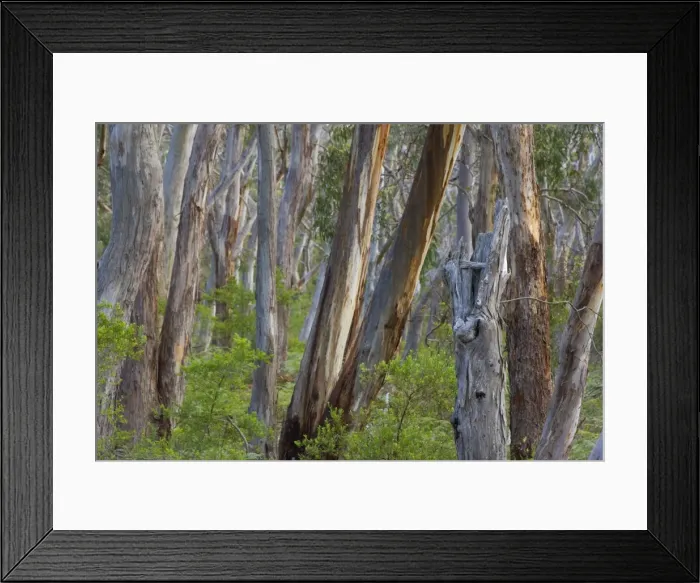 Framed Print : Eucalypt Forest - view into a lightly wooded coastal eucalypt forest with Manna Gum trees, the habitat of the Koala. Manna Gums are one of their favourite feeding trees - Cape Otway, Victoria, Australia Framed Print : Eucalypt Forest - view into a lightly wooded coastal eucalypt forest with Manna Gum trees, the habitat of the Koala. Manna Gums are one of their favourite feeding trees - Cape Otway, Victoria, Australia