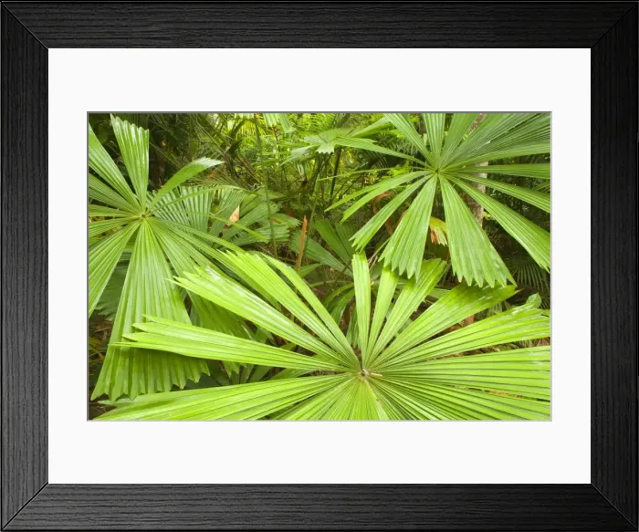 Framed Print : Licuala Fan Palm - beautiful shaped leaves of a Licuala Fan Palm. This is a very important tree for the Southern Cassowary, because they love their fruits - Tam O'Shanter National Forest, Wet Tropics World Heritage Area, Queensland, Australia