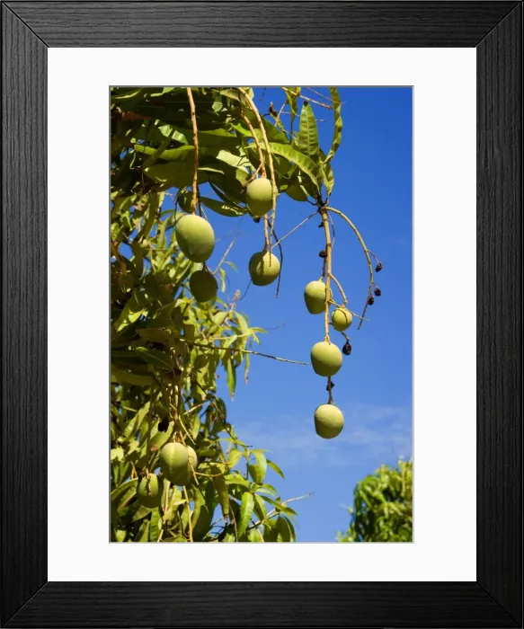 Framed Print : Australian Kensington Mango - orchard with immature mango fruits hanging in the trees - around Darwin, Far North, Northern Territory, Australia Framed Print : Australian Kensington Mango - orchard with immature mango fruits hanging in the trees - around Darwin, Far North, Northern Territory, Australia
