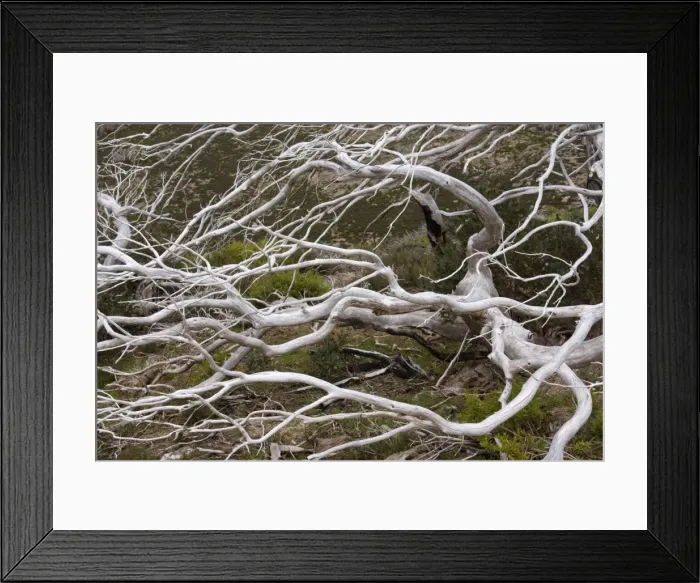 Framed Print : Snow Gum - a windswept and by fire damaged Snow Gum in Victoria's High Country. This species is adapted to wildfires and new twigs are already sprouting - Alpine National Park, Victoria, Australia Framed Print : Snow Gum - a windswept and by fire damaged Snow Gum in Victoria's High Country. This species is adapted to wildfires and new twigs are already sprouting - Alpine National Park, Victoria, Australia
