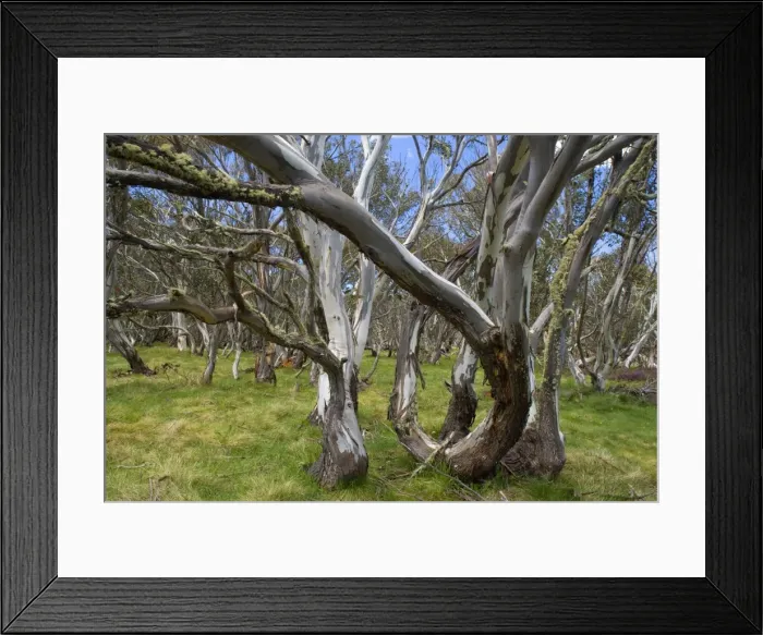 Framed Print : Snow Gums - forest of Snow Gums growing in Victoria's Highcountry - Dinner Plain, Alpine National Park, Victoria, Australia Framed Print : Snow Gums - forest of Snow Gums growing in Victoria's Highcountry - Dinner Plain, Alpine National Park, Victoria, Australia