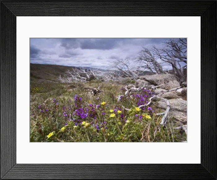 Framed Print : spring wildflowers - blooming alpine hovea and other spring wildflowers, together with windswept and by fire damaged Snow Gums - Bogong Highplains, Alpine National Park, Victoria, Australia Framed Print : spring wildflowers - blooming alpine hovea and other spring wildflowers, together with windswept and by fire damaged Snow Gums - Bogong Highplains, Alpine National Park, Victoria, Australia