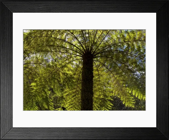 Framed Print : Tree ferns - magnificent tree ferns grow along the wet surroundings of Leura Cascades - Leura Cascades, Blue Mountains National Park, New South Wales, Australia Framed Print : Tree ferns - magnificent tree ferns grow along the wet surroundings of Leura Cascades - Leura Cascades, Blue Mountains National Park, New South Wales, Australia