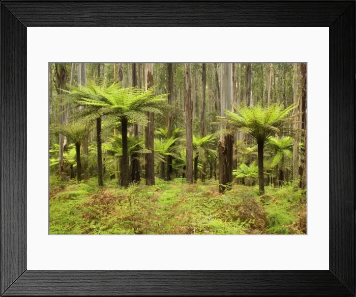 Framed Print : Wet Sclerophyll Forest - magnificent forest consisting of mainly Mountain Ash trees and impressive tree ferns as understory - Yarra Ranges National Park, Victoria, Australia Framed Print : Wet Sclerophyll Forest - magnificent forest consisting of mainly Mountain Ash trees and impressive tree ferns as understory - Yarra Ranges National Park, Victoria, Australia