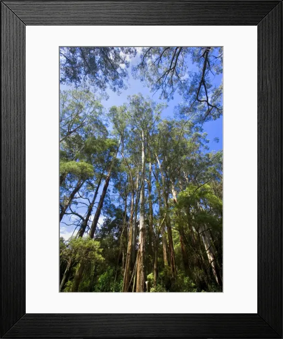 Framed Print : Wet Sclerophyll Forest - magnificent forest consisting of mainly Mountain Ash trees and impressive tree ferns and ground ferns as understory - Otways, Victoria, Australia Framed Print : Wet Sclerophyll Forest - magnificent forest consisting of mainly Mountain Ash trees and impressive tree ferns and ground ferns as understory - Otways, Victoria, Australia