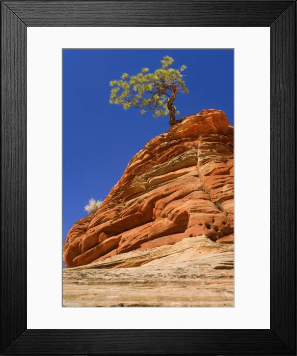 Framed Print : Pine Tree - growing on top of an eroded sandstone formation in the shape of a beehive - one of the most famous landmarks in Zion - Checkerboard Mesa, Zion National Park, Utah, USA Framed Print : Pine Tree - growing on top of an eroded sandstone formation in the shape of a beehive - one of the most famous landmarks in Zion - Checkerboard Mesa, Zion National Park, Utah, USA