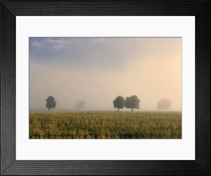 Framed Print : Southern Beech Trees - in morning fog and on deforested agricultural land - Patagonia - Argentina - South America Framed Print : Southern Beech Trees - in morning fog and on deforested agricultural land - Patagonia - Argentina - South America
