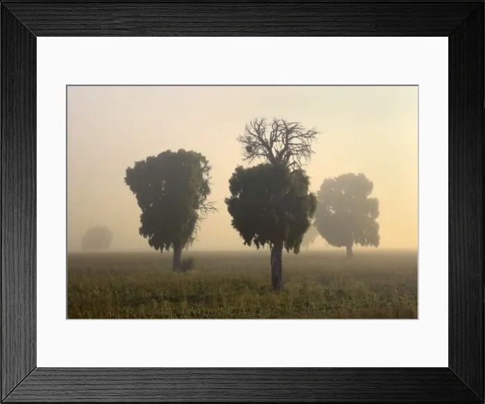 Framed Print : Southern Beech Trees - in morning fog and on deforested agricultural land - Patagonia - Argentina - South America Framed Print : Southern Beech Trees - in morning fog and on deforested agricultural land - Patagonia - Argentina - South America