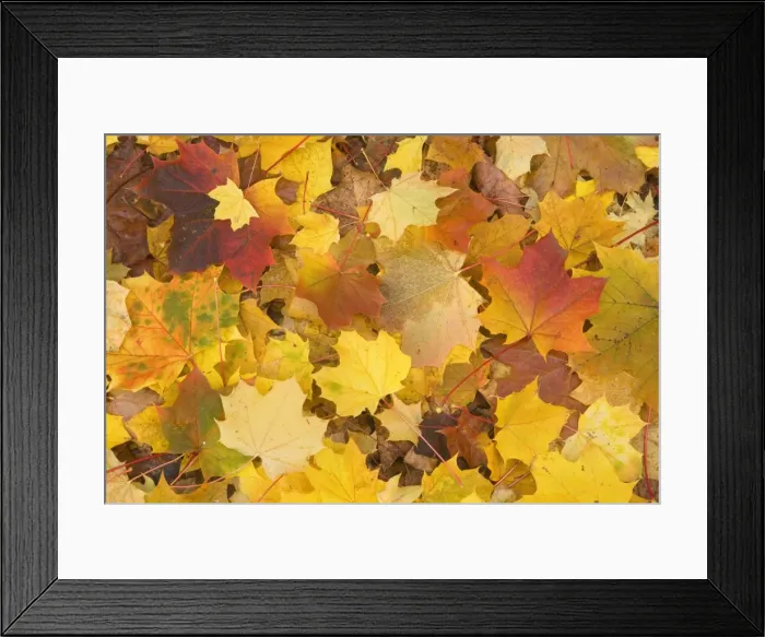 Framed Print : Maple leaves in autumn - Svabian Alb - Baden-Wuerttemberg - Germany Framed Print : Maple leaves in autumn - Svabian Alb - Baden-Wuerttemberg - Germany